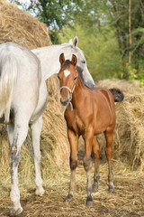 A bay foal stands next to its gray mum and looks at the camera