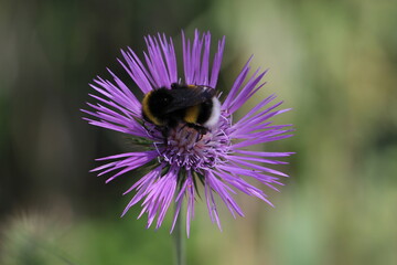 fleurs et insectes