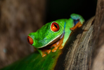 Red Eye Tree Frog Up Close