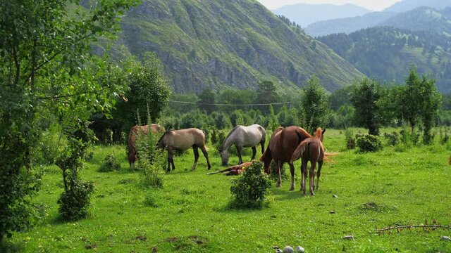 Vacation landscape. Horse outdoor in evening. Russian Altai mountains. Chemal region. Holiday at home. Staycation concept. Reduce carbon footprint. Sustainable lifestyle. Holiday trail. Local travel