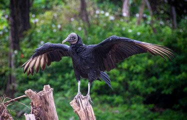 Black vulture spreading wings