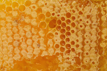Honeycomb with honey taken in close-up, background image