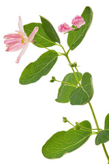Flowers of Tatar honeysuckle, lat. Lonicera tatarica, isolated on white background