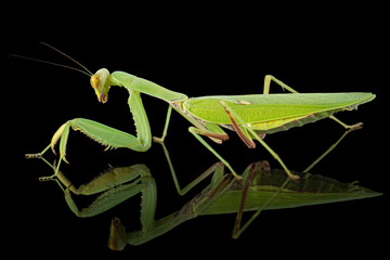 Mantis ordinary or mantis religious, isolated on black background