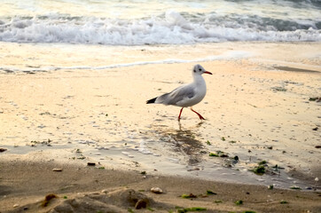 A seagull walks along the seashore at dawn