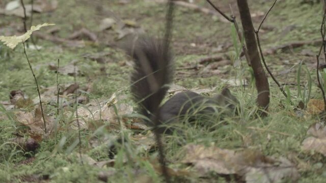 european squirrel in a German forest