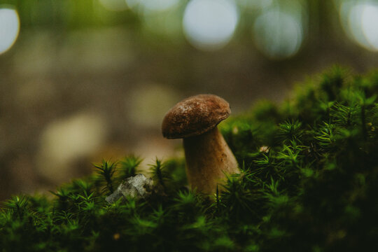 Grzyb borowik szlachetny rosnący na mchu