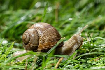 big snail in the grass
