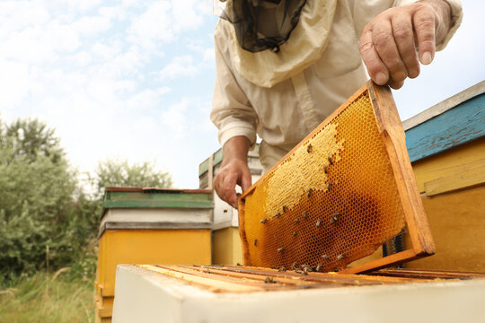 Beekeeper in uniform taking frame from hive at apiary, closeup. Harvesting honey - Powered by Adobe
