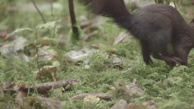 european squirrel in a German forest