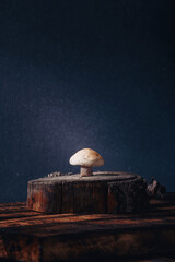 Cut tricholoma mushroom standing on cut tree stand, wooden background. Beautiful fresh raw forest mushroom close up studio vertical shot, copy space
