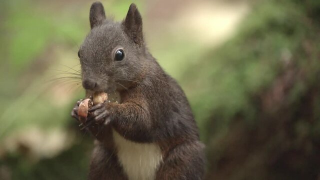 european squirrel in a German forest