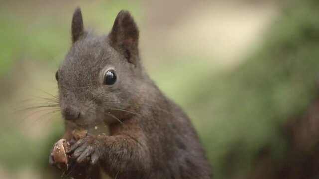 european squirrel in a German forest