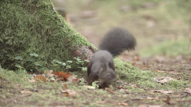 european squirrel in a German forest