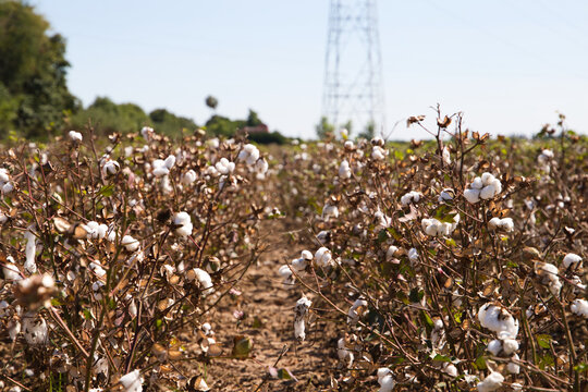 cotton in its plant ready to be harvested by the harvesting machine. It is organic cotton with no artificial treatments.