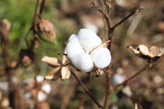 cotton in its plant ready to be harvested by the harvesting machine. It is organic cotton with no artificial treatments.