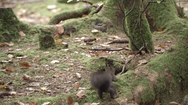 european squirrel in a German forest