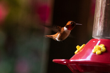 Obraz premium hummingbird feeding on feeder