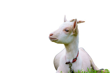 Fototapeta premium Goat on white background