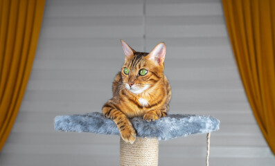 The cat lies on the top shelf of the scratching post.