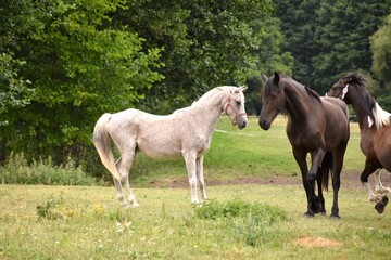 Obraz na płótnie Canvas horses on the meadow, farm, herd, stallion, mare