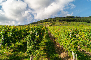 Ballade au bord de la Moselle