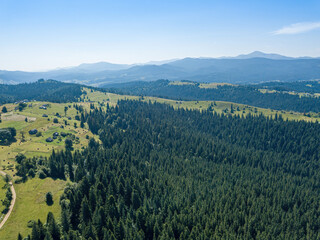 Obraz premium Green mountains of the Ukrainian Carpathians on a sunny summer morning. Coniferous trees on the mountain slopes and green grass. Aerial drone view.