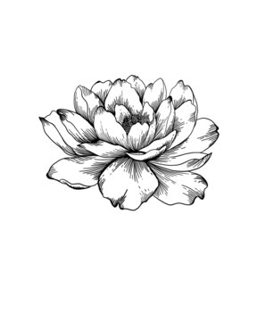 Black and white peony tattoo on the belly  Tattoogridnet