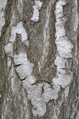 The texture of the birch bark of an adult tree.