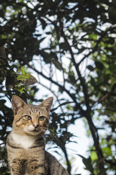Indonesian local cat with defocused blurred background. Cat stock photo.