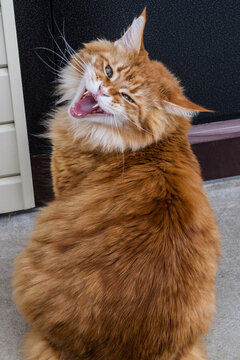 Meowing red cat Maikun