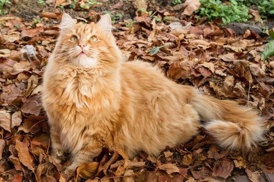 Ginger cat in autumn