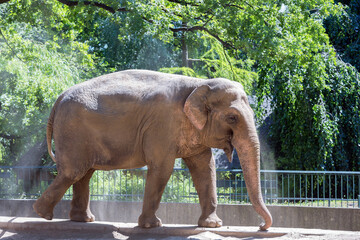 Fototapeta premium Elephant throwing dust at his back for sun protection