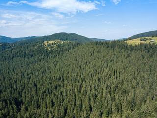 Obraz premium Green mountains of the Ukrainian Carpathians on a sunny summer morning. Coniferous trees on the mountain slopes and green grass. Aerial drone view.