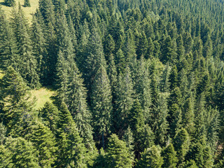 Coniferous trees on the mountainside. Aerial drone top view.