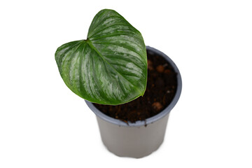 Small tropical 'Philodendron Mamei' houseplant with single leave with silver pattern in pot