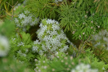 Piccoli fiori bianchi di verde