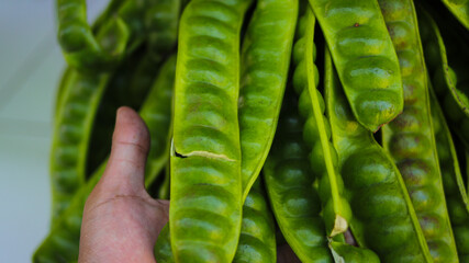 Petai or stink beans on hand with blurred background of a bunch of Fresh Petai or Bitter Beans (Parkia speciosa, twisted cluster bean, or stink bean) on hand-harvested by from the garden