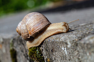 big garden snail