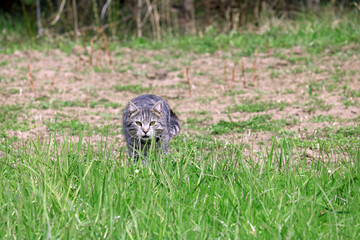gray wild cat went hunting