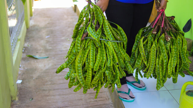 an Asian woman holding two bunch of Fresh Petai or Bitter Beans (Parkia speciosa, twisted cluster bean, or stink bean) on hand-harvested by Indonesian Farmer from the garden