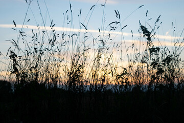 Grasses silhouette