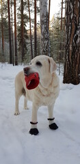 dog in boots in winter forest