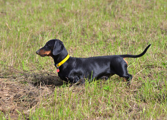 Black and tan dachshund on field in early autumn