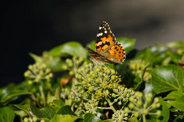Fototapeta na wymiar Painted Lady (Vanessa Cardui) Butterfly perched on hedge (hedera helix) in Zurich, Switzerland