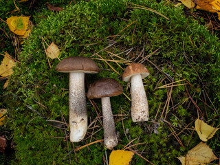 Beautiful mushrooms boletus lying on a green moss in the forest. Leccinum quercinum. Leccinum scabrum.