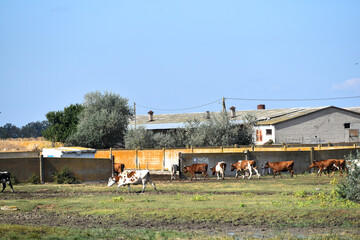 Fototapeta na wymiar herd of cows grazing,cow farm 