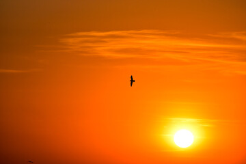 Fototapeta na wymiar Romantic sunset , big sun in the sky in the evening. Orange air space