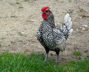 A silver Sebright rooster against a beige background. This is a British breed of bantam chicken. It is named after Sir John Sebright, who created it as an ornamental breed by selective breeding