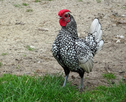 A silver Sebright rooster against a beige background. This is a British breed of bantam chicken. It is named after Sir John Sebright, who created it as an ornamental breed by selective breeding